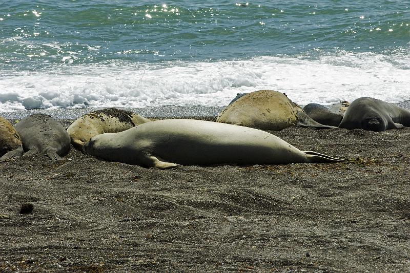 20071209 103322 D2X 4200x2800.jpg - Sea Lions, Puerto Madryn